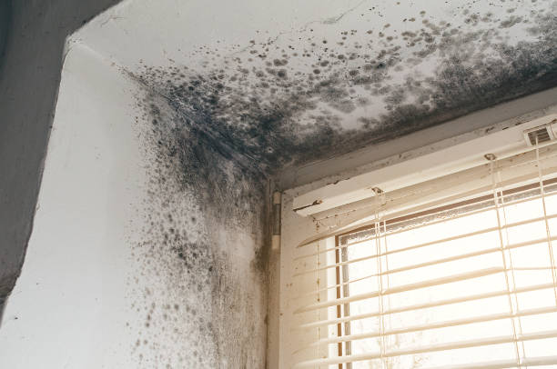 Trusted Mold Inspection service in Clearfield, PA - Cheap Mold Removal